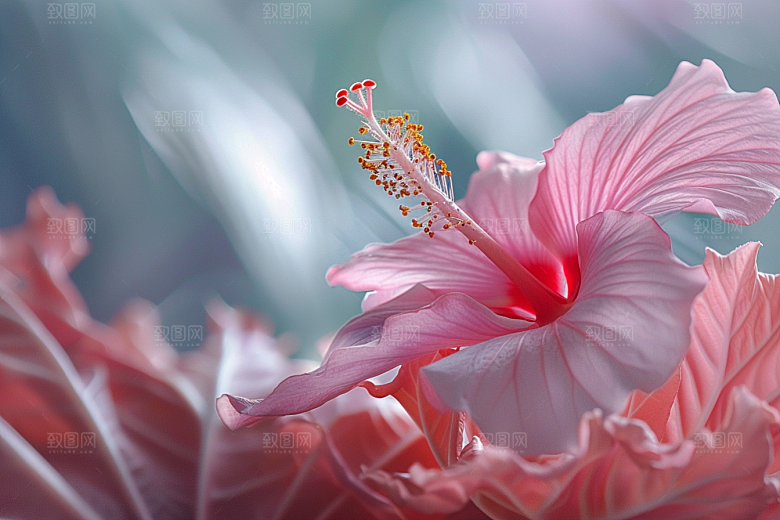 木槿花高清木棉摄影图