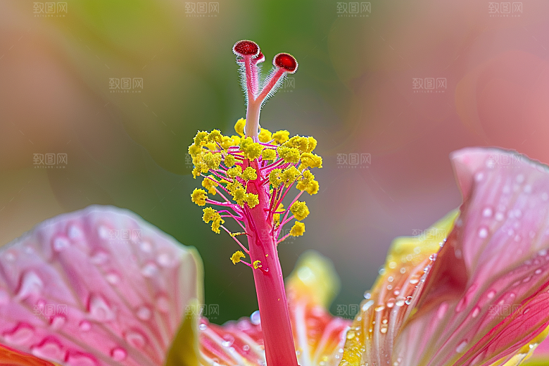 木槿花唯美花朵摄影图