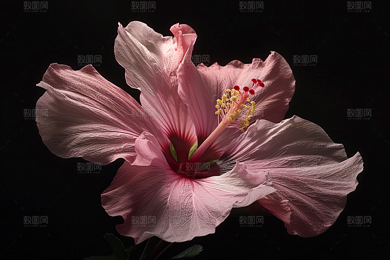 木槿花唯美彩色摄影图