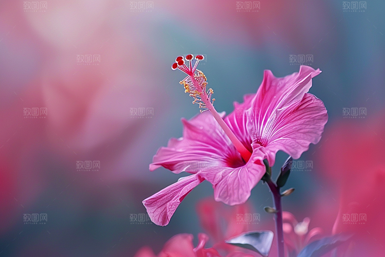 木槿花彩色清新摄影图