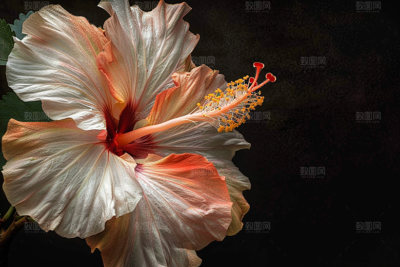 木槿花夏天唯美摄影图