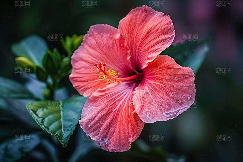 木槿花夏季高清摄影图