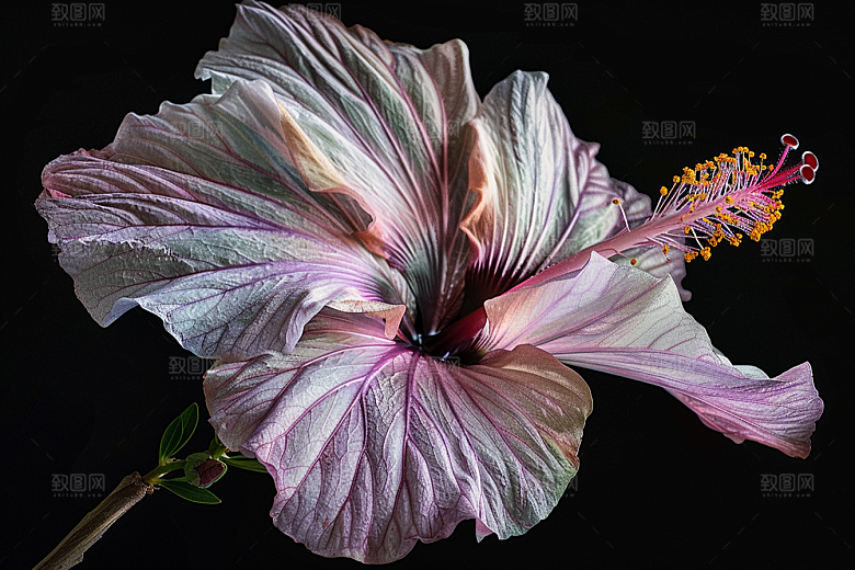 木槿花清新夏季摄影图