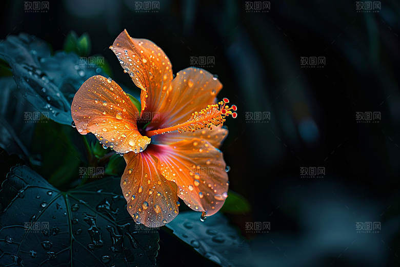 木槿花花朵彩色摄影图
