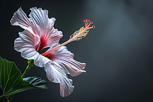 木槿花自然夏天摄影图