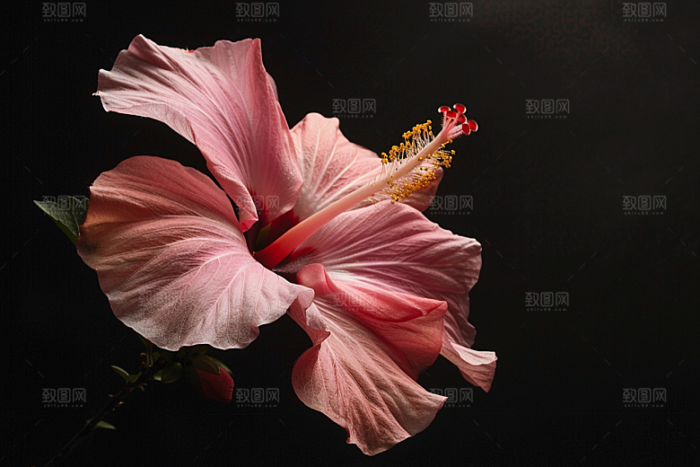 木槿花清新自然摄影图