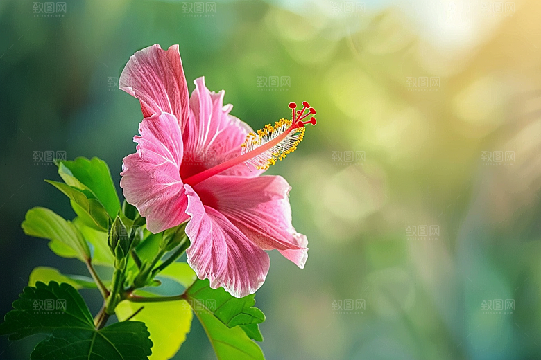 木槿花清新高清摄影图