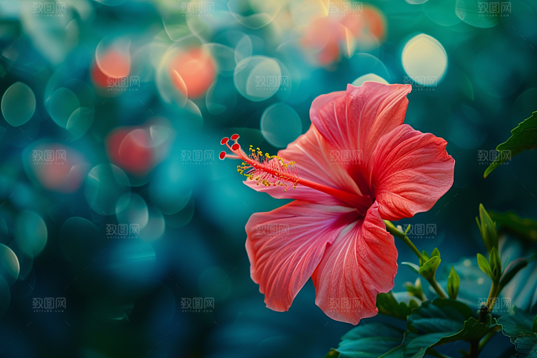 木槿花植物花卉摄影图