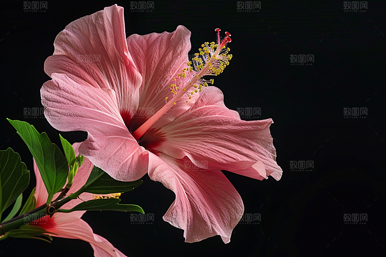 木槿花夏季木棉摄影图
