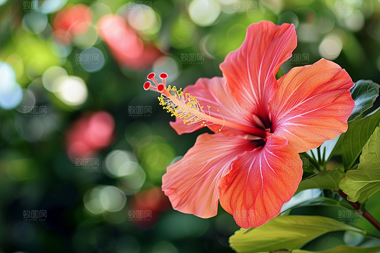 木槿花夏季自然摄影图