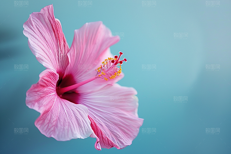木槿花花卉花朵摄影图