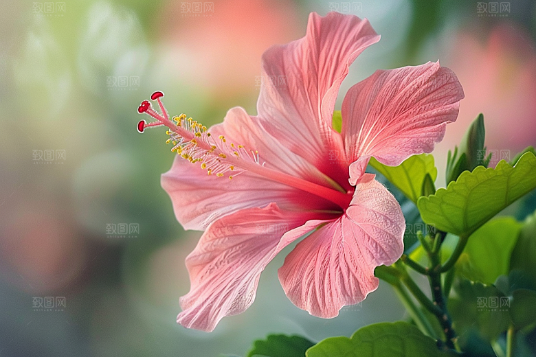 木槿花唯美木棉摄影图