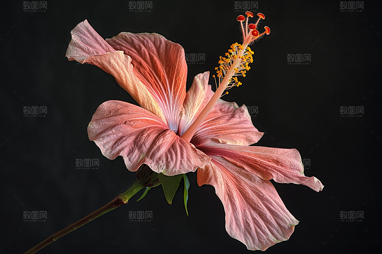 木槿花夏天花卉摄影图