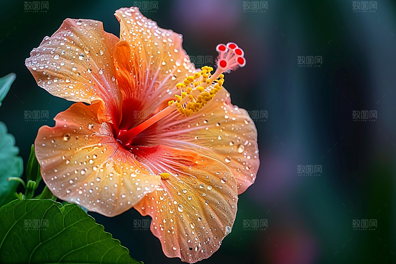 木槿花花朵夏天摄影图