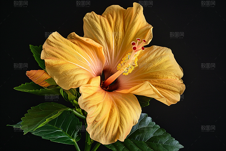木槿花植物夏天摄影图
