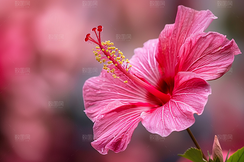木槿花清新唯美摄影图