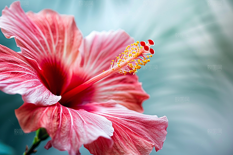 木槿花花朵彩色摄影图