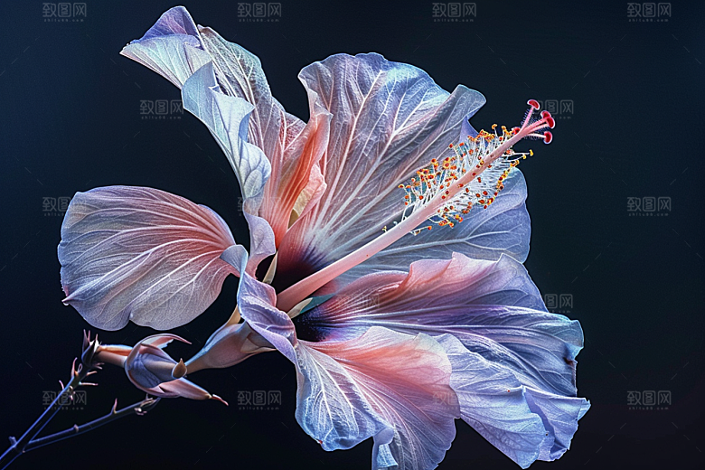 木槿花高清夏天摄影图