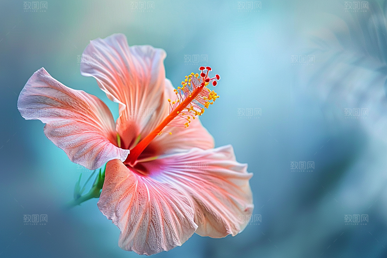 木槿花自然夏季摄影图