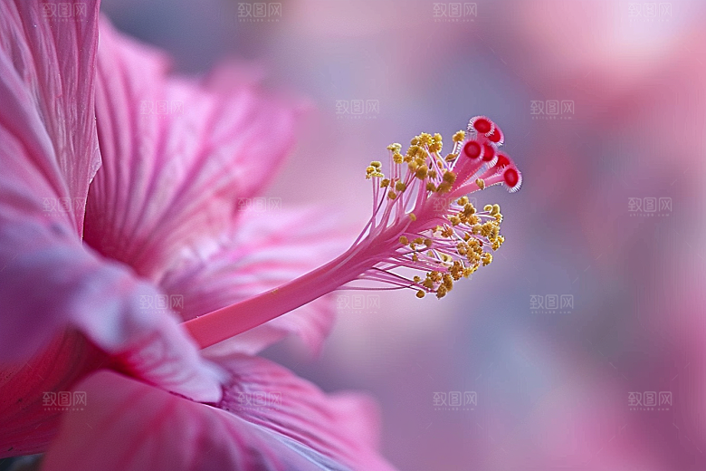 木槿花彩色唯美摄影图