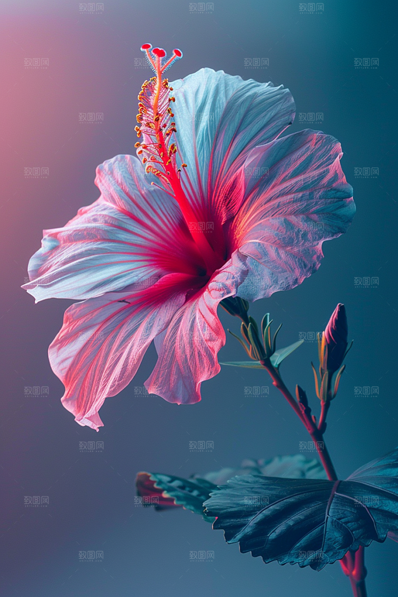 木槿花高清彩色摄影图