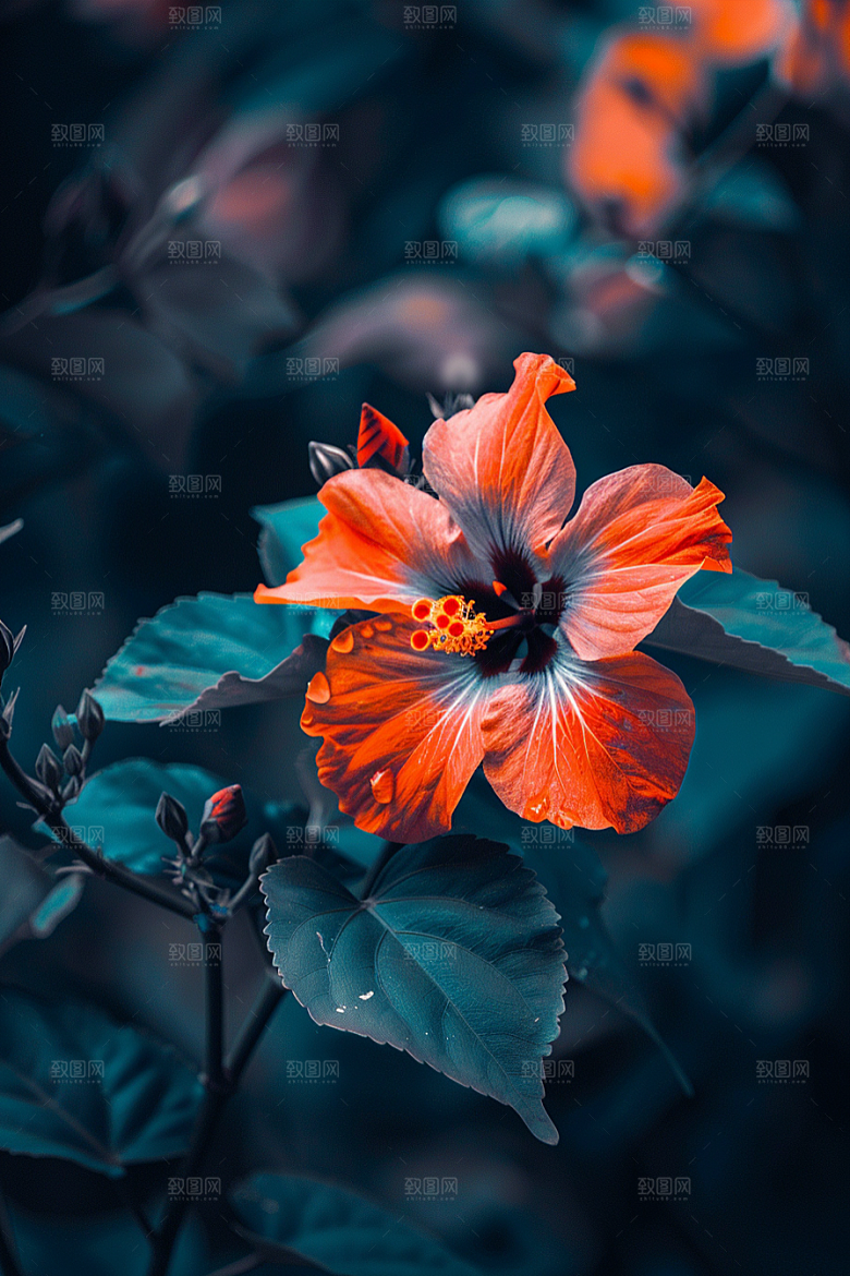木槿花花朵花卉摄影图