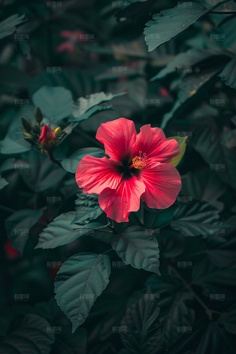 木槿花夏季高清摄影图