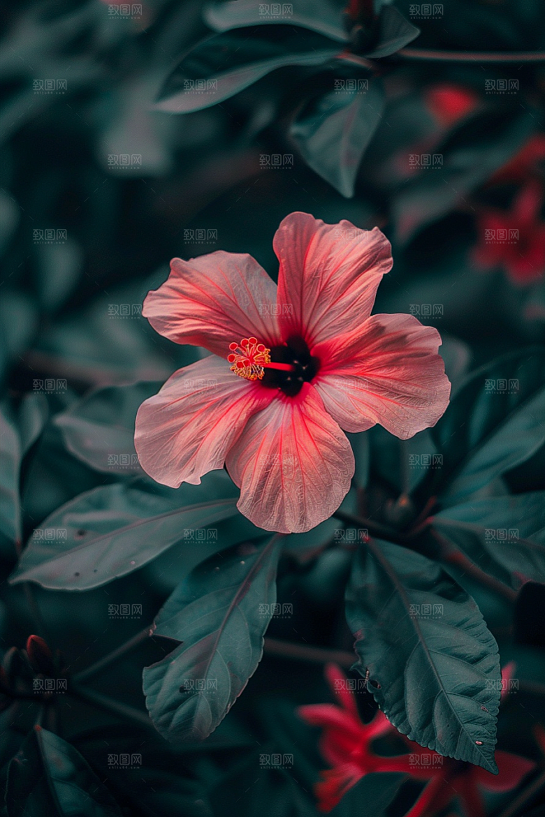 木槿花唯美花朵摄影图