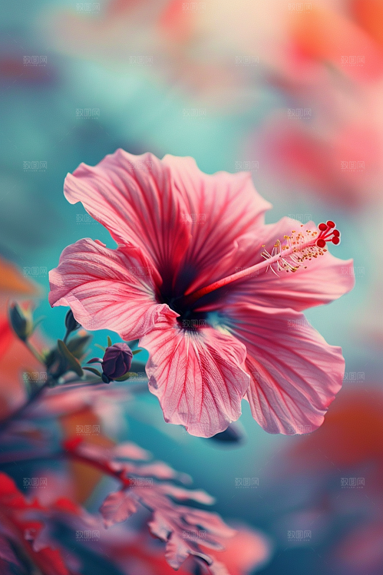 木槿花花卉彩色摄影图