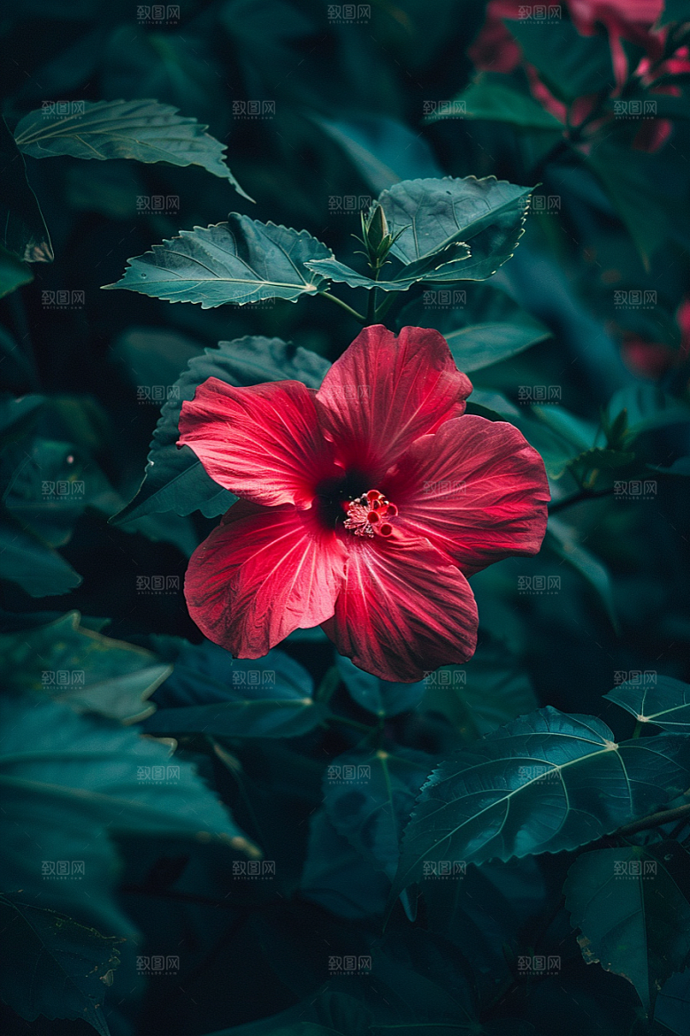 木槿花彩色唯美摄影图