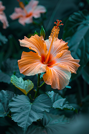 木槿花彩色自然摄影图