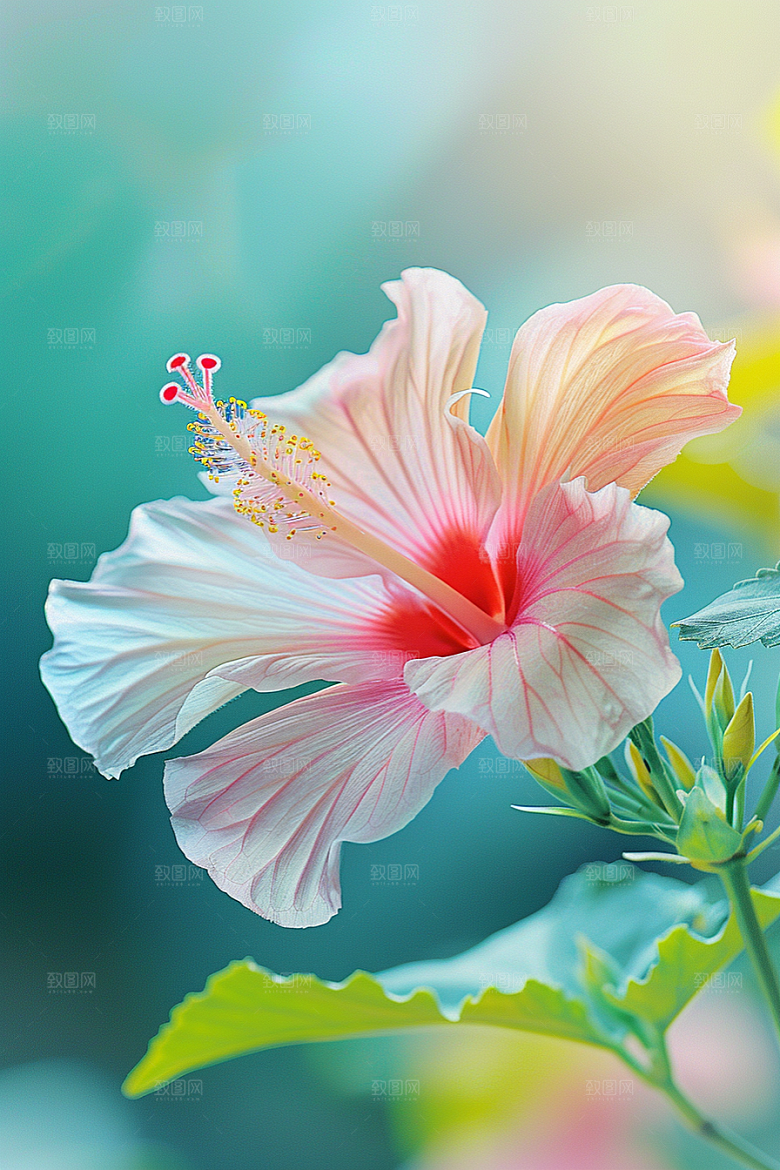 木槿花彩色清新摄影图