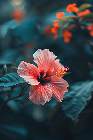 木槿花自然高清摄影图