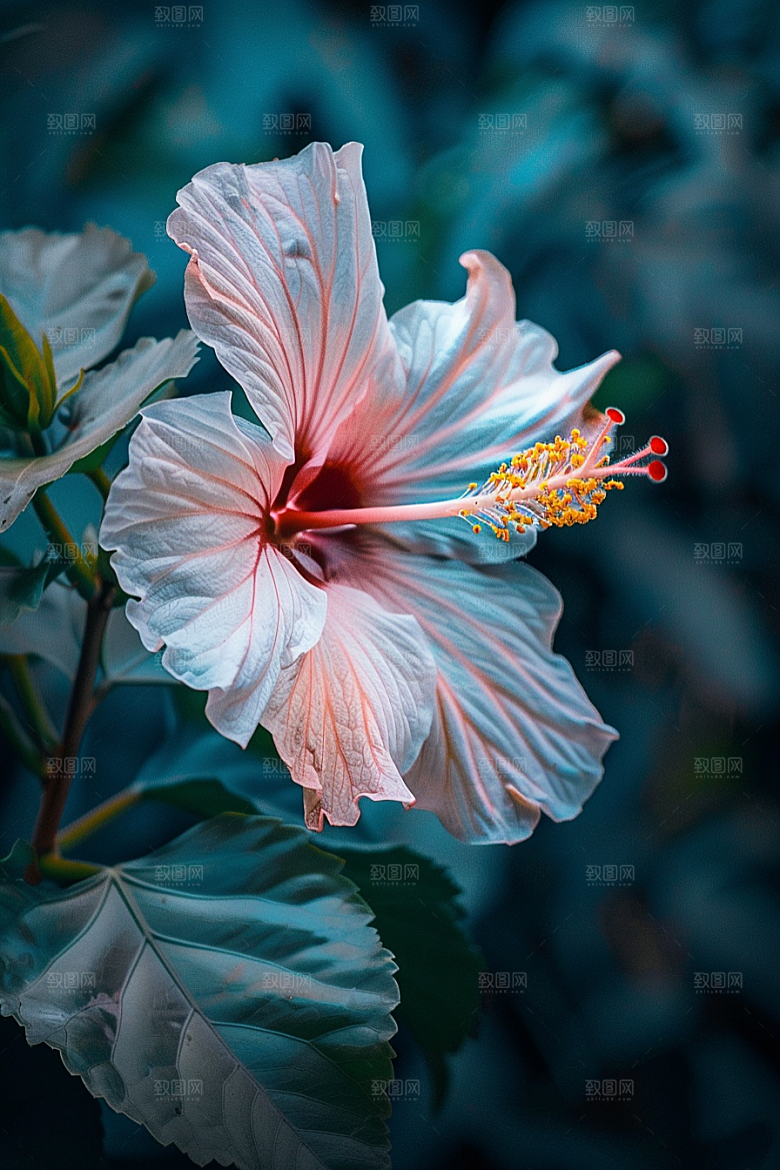 木槿花唯美自然摄影图