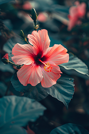 木槿花夏季彩色摄影图