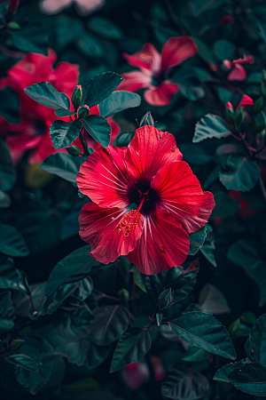 木槿花自然清新摄影图