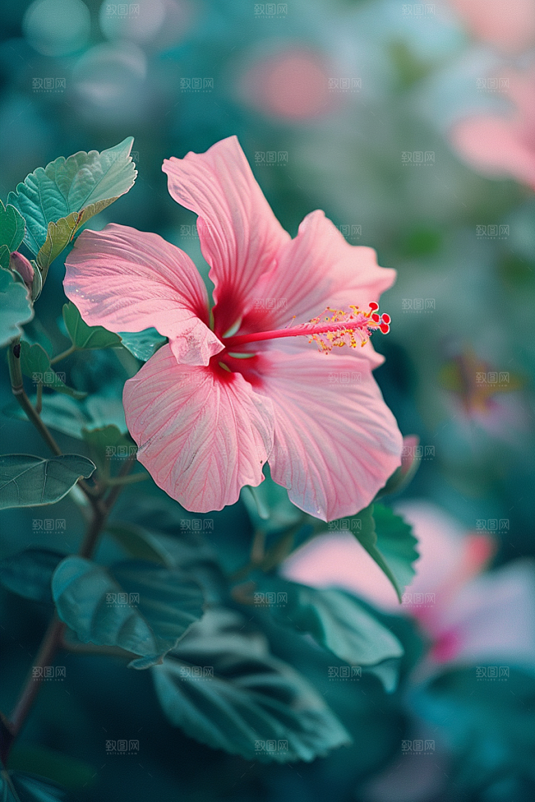 木槿花植物夏天摄影图