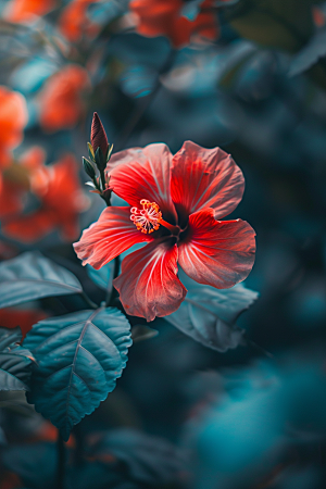 木槿花彩色植物摄影图