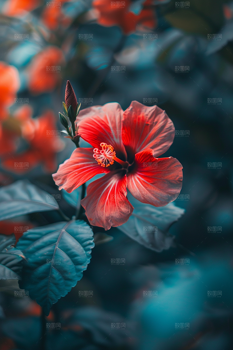 木槿花彩色植物摄影图