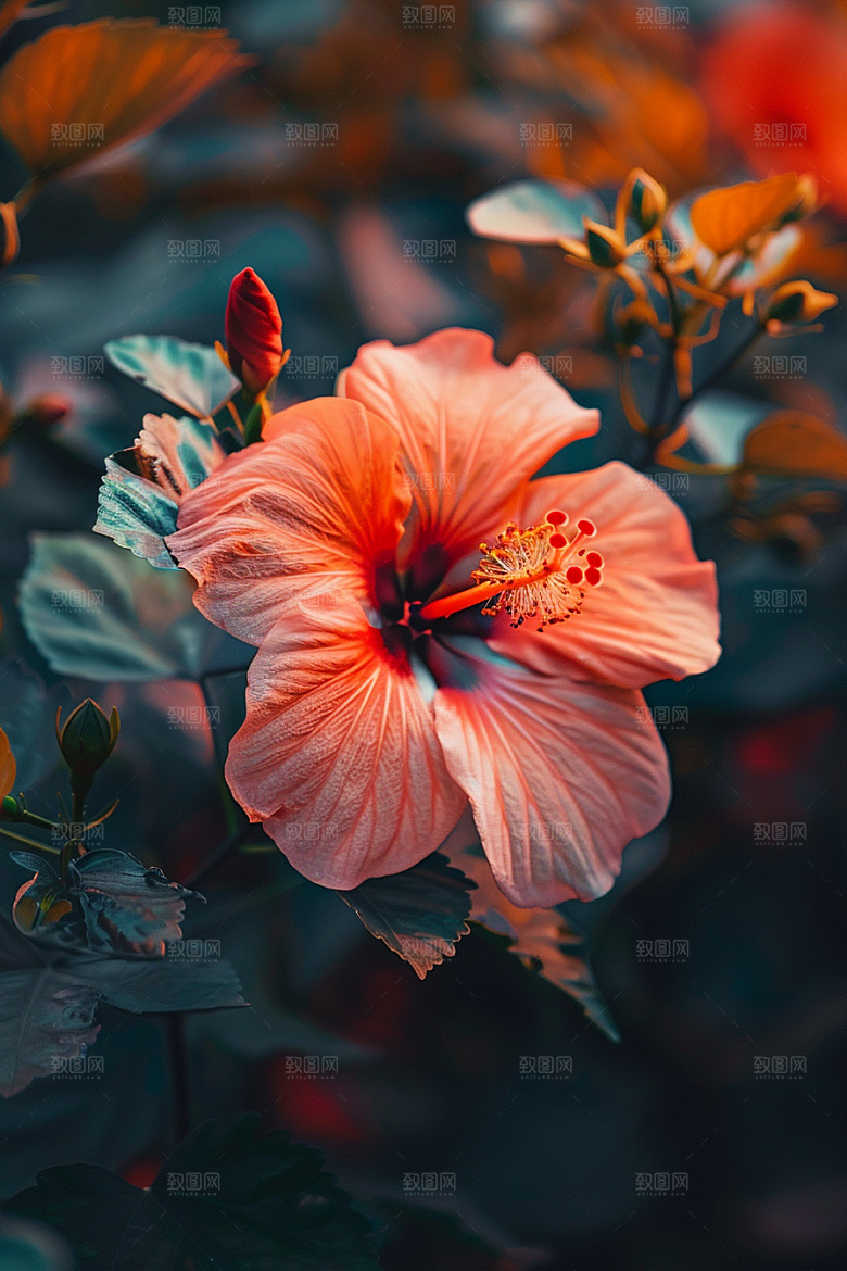 木槿花花卉清新摄影图