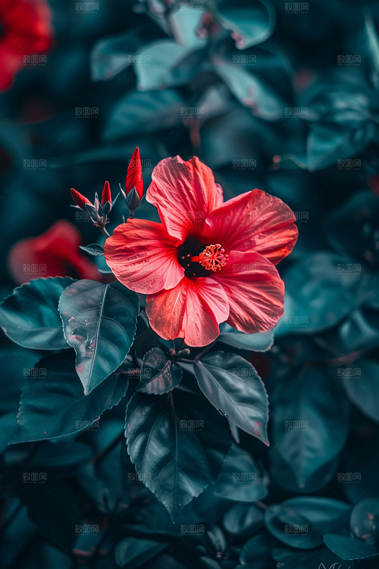 木槿花清新植物摄影图