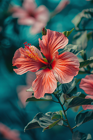 木槿花清新高清摄影图