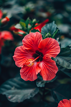 木槿花清新高清摄影图