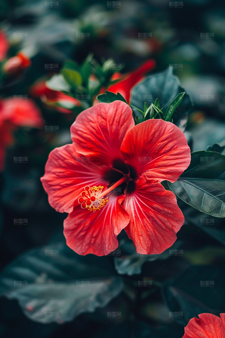 木槿花清新高清摄影图