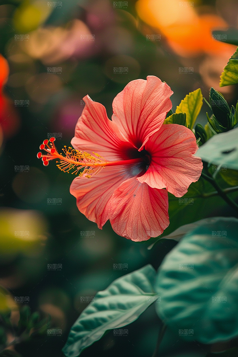 木槿花自然彩色摄影图