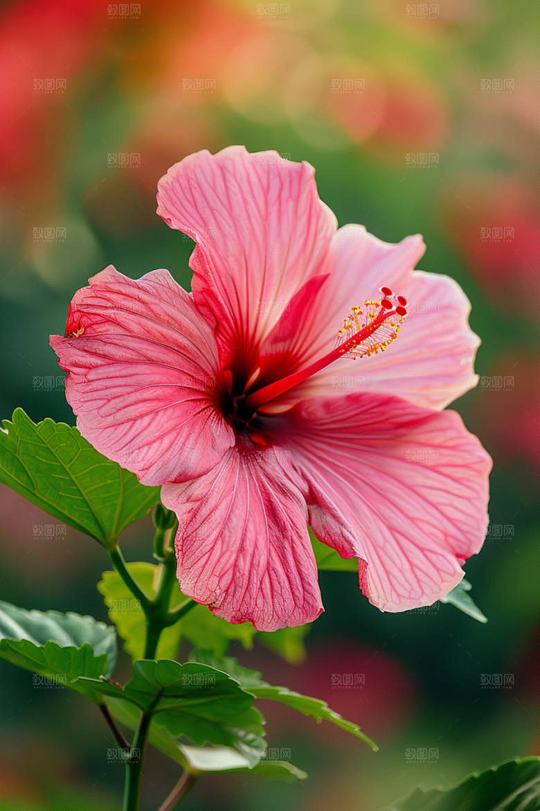 木槿花夏季唯美摄影图