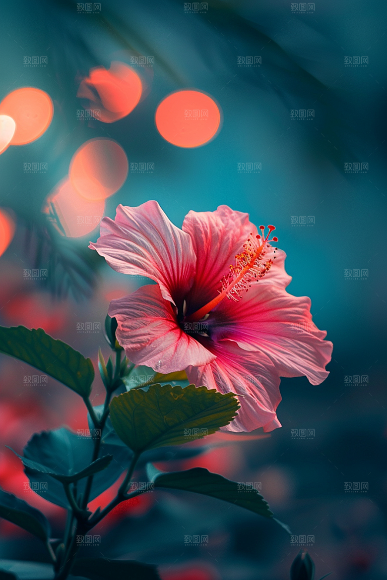 木槿花高清彩色摄影图