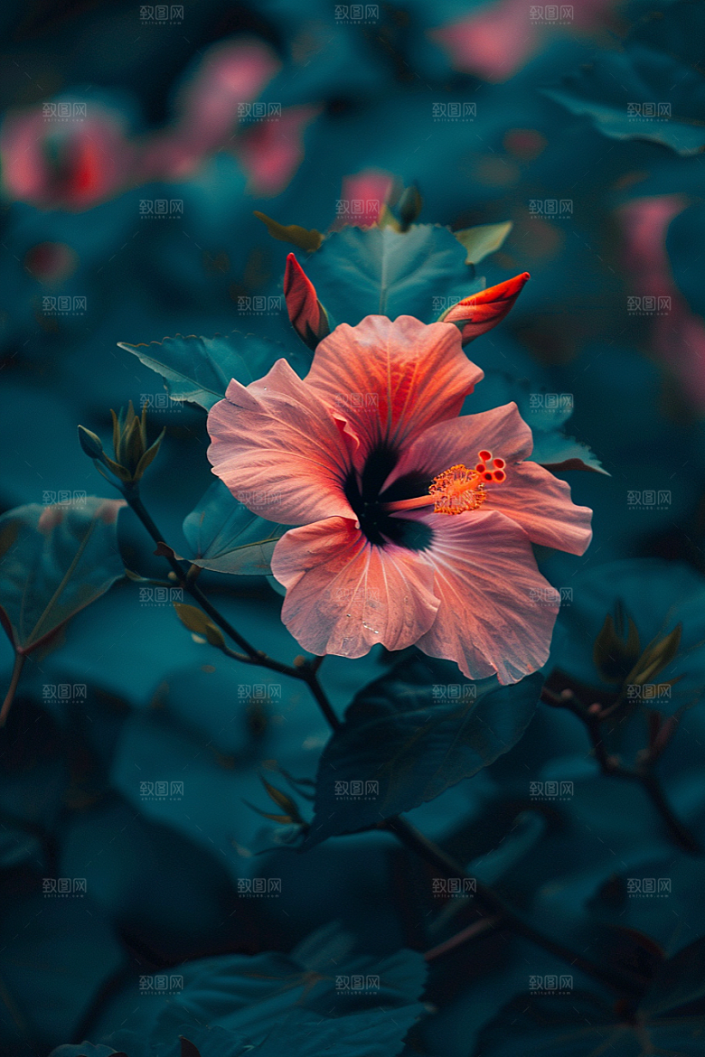 木槿花清新高清摄影图