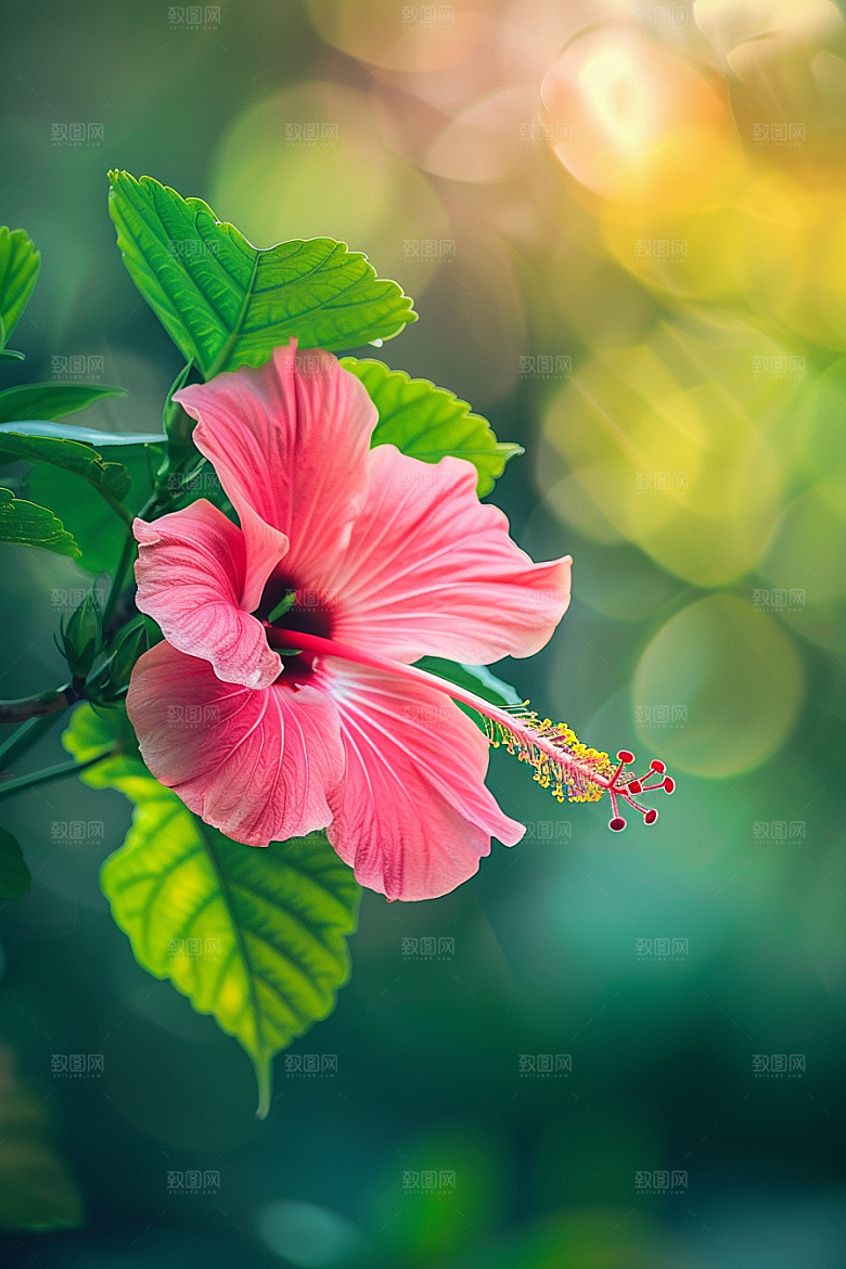 木槿花高清唯美摄影图