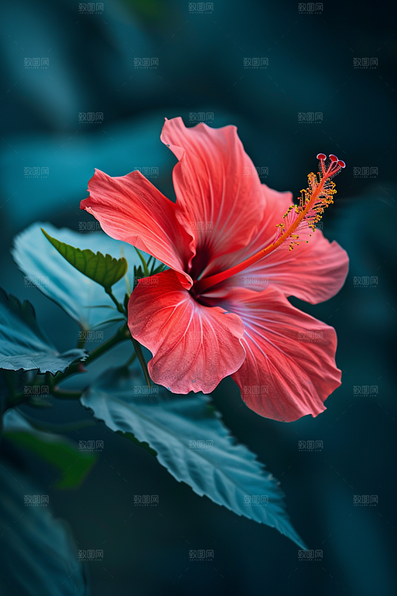 木槿花彩色夏天摄影图